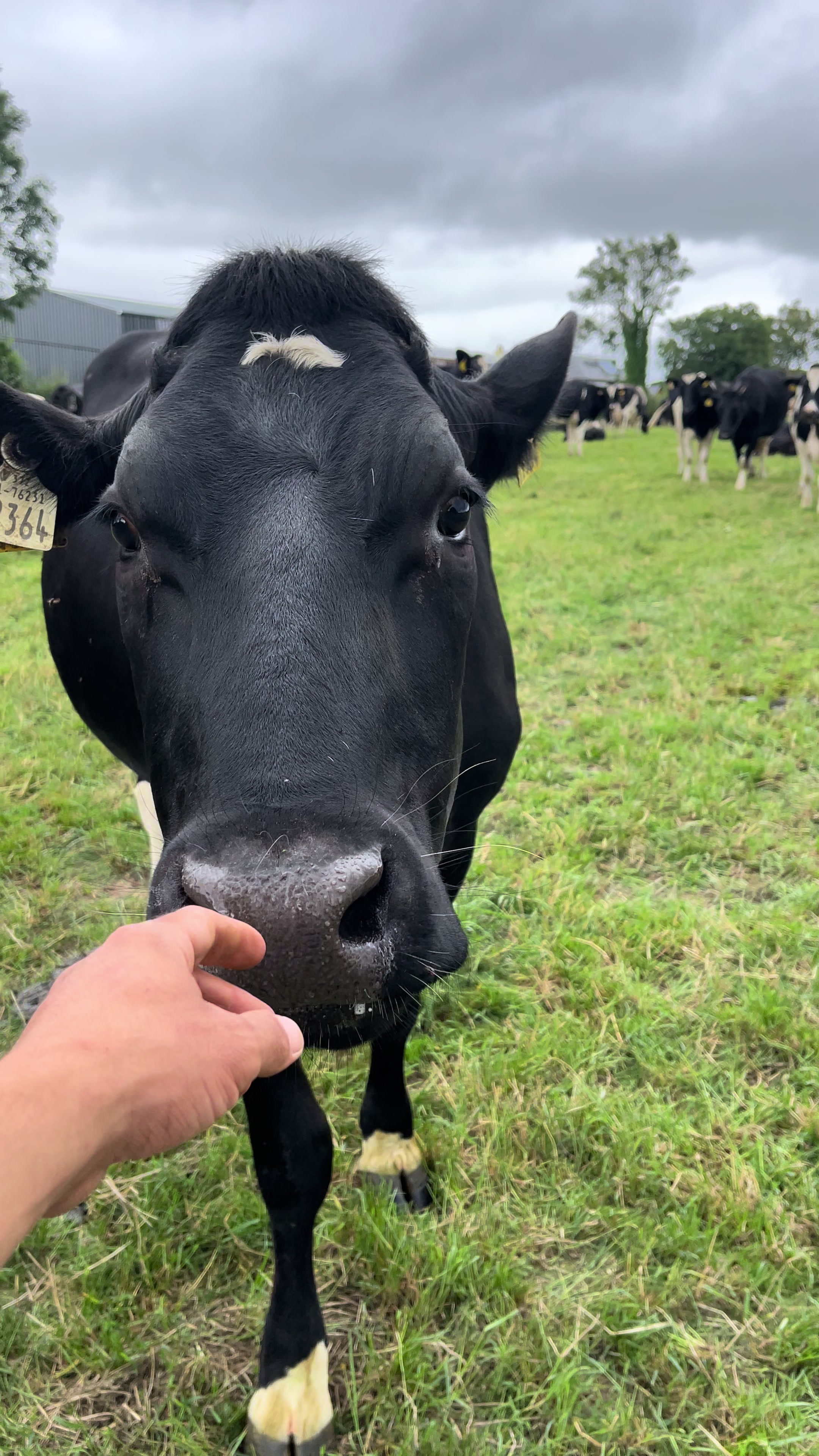 @Cow King 🐮🤴