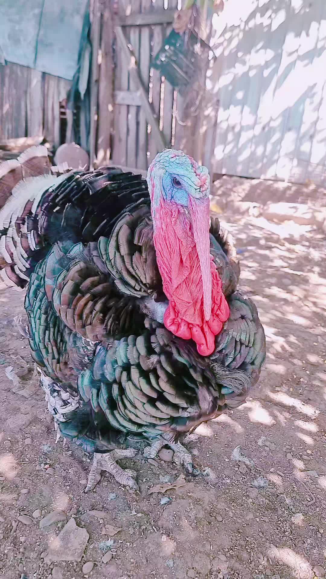 @roxanaroxygaitan