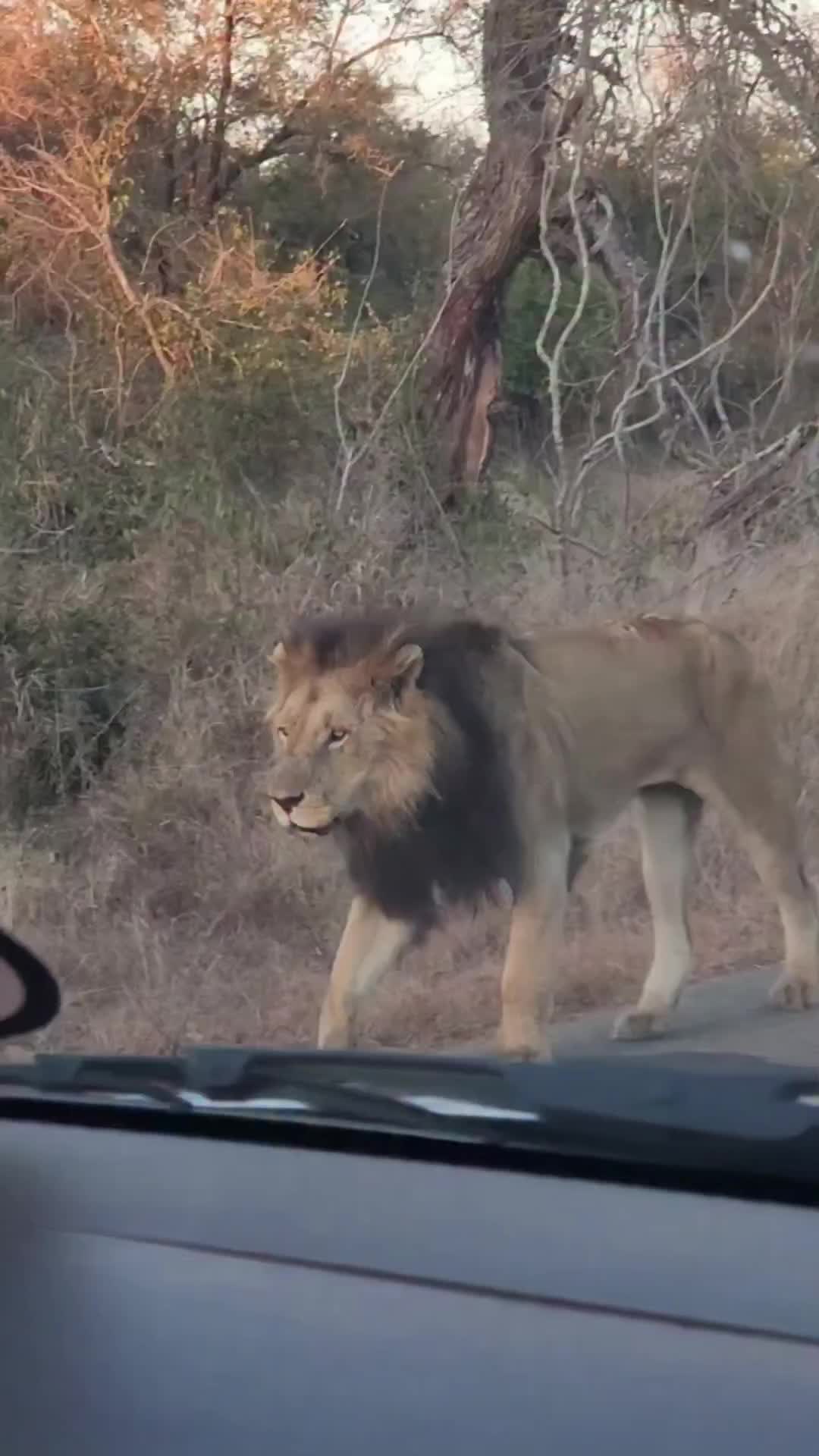@Lion Sightings