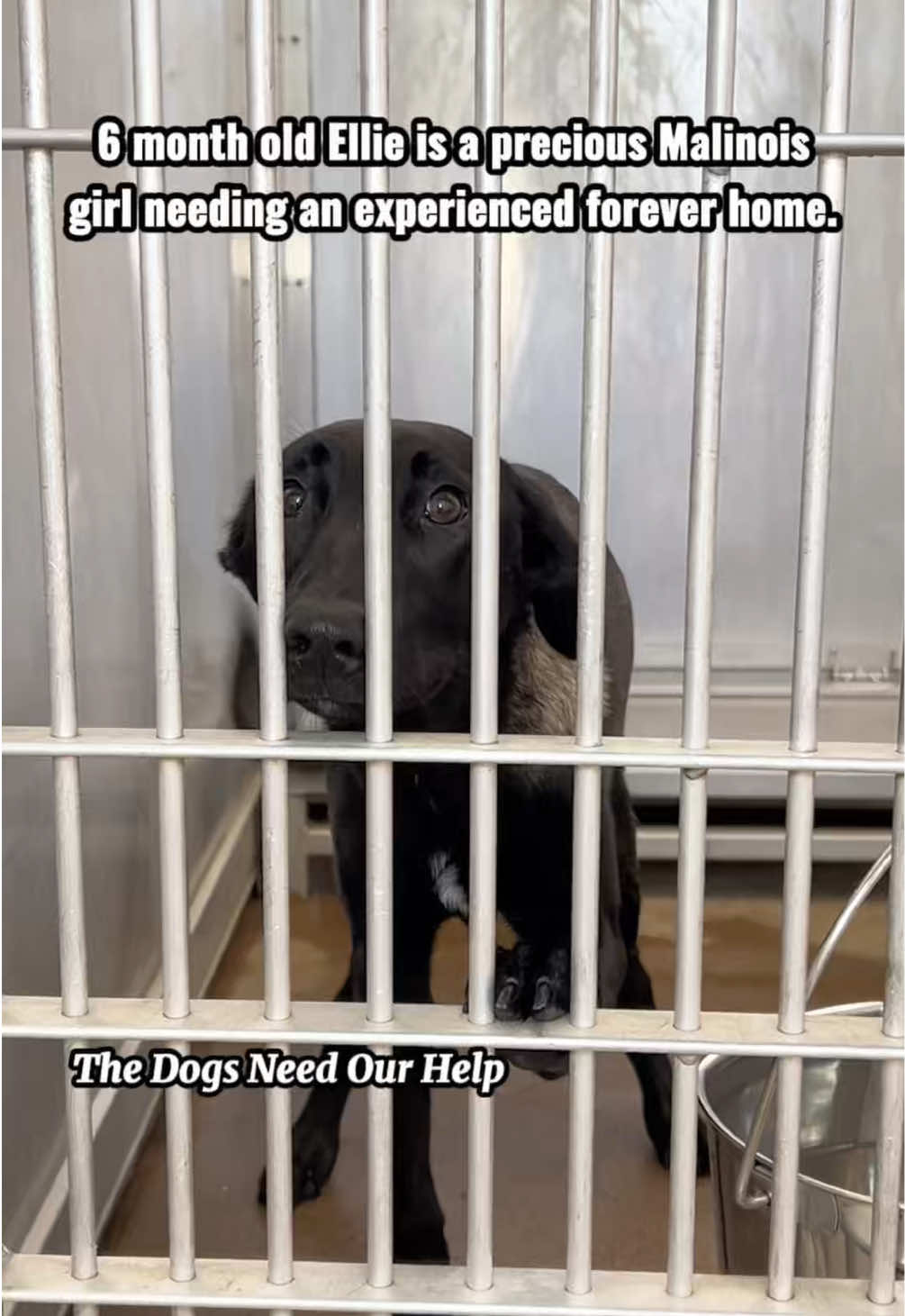@The Dogs Need Our Help