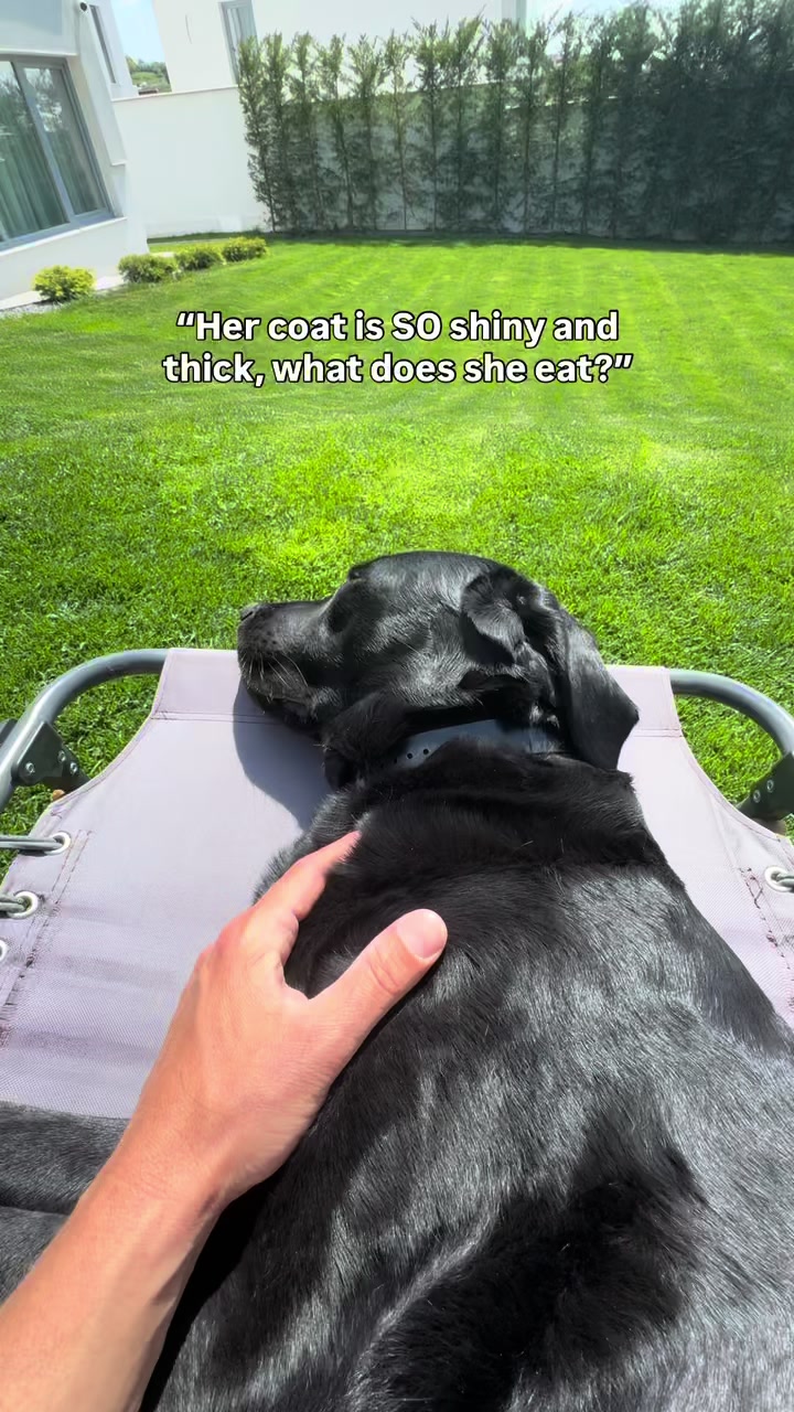 @lisatheblacklab