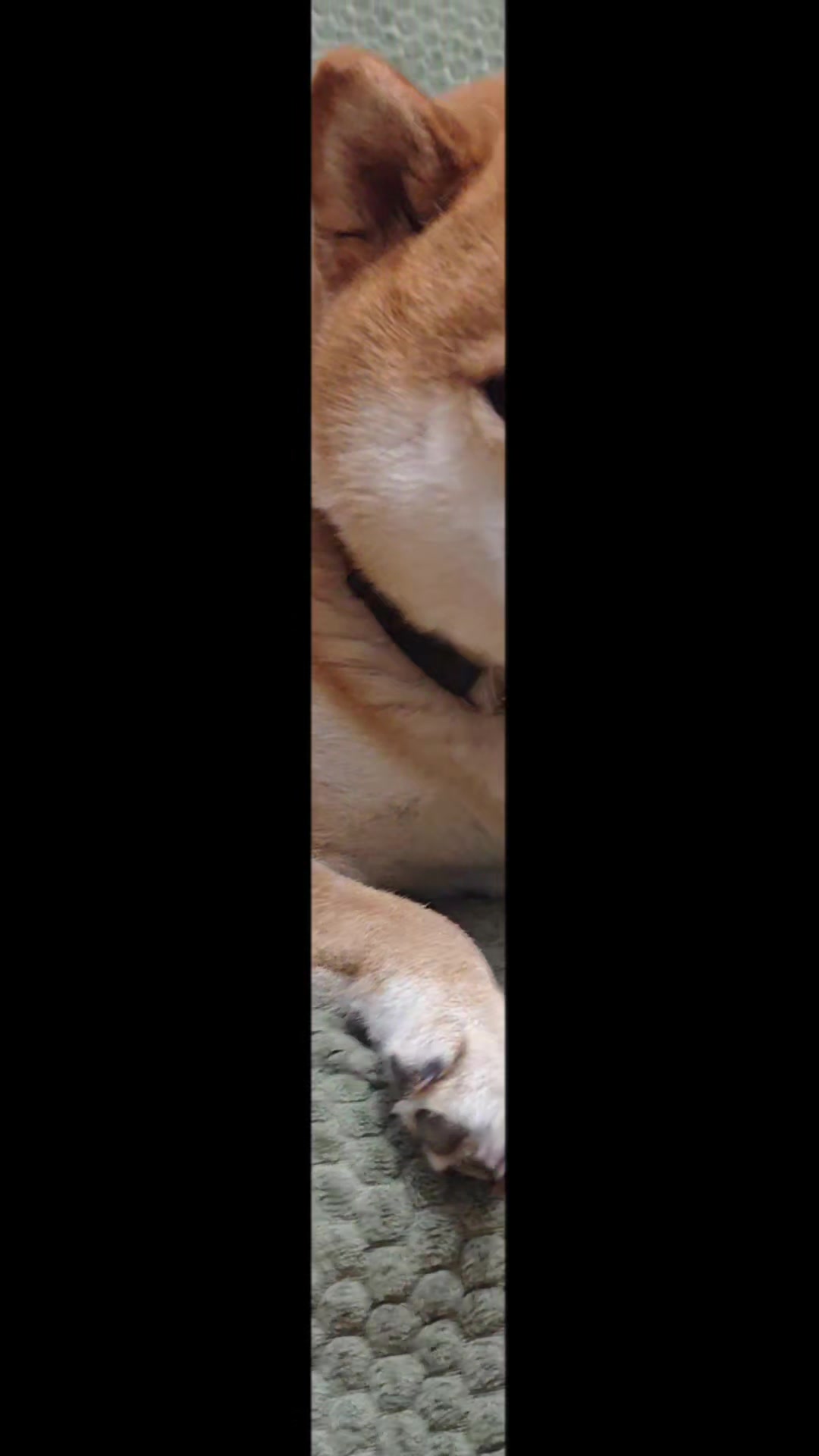 @Spirit of Asia Kennel