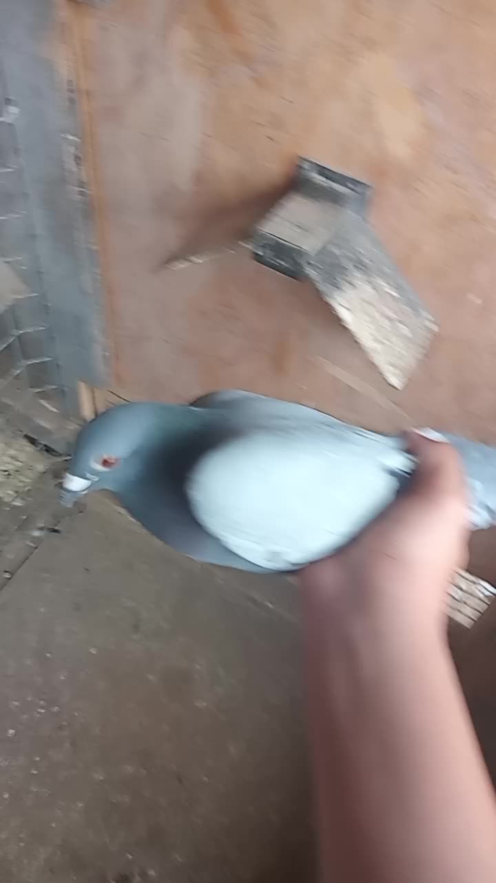 @pigeons of the day