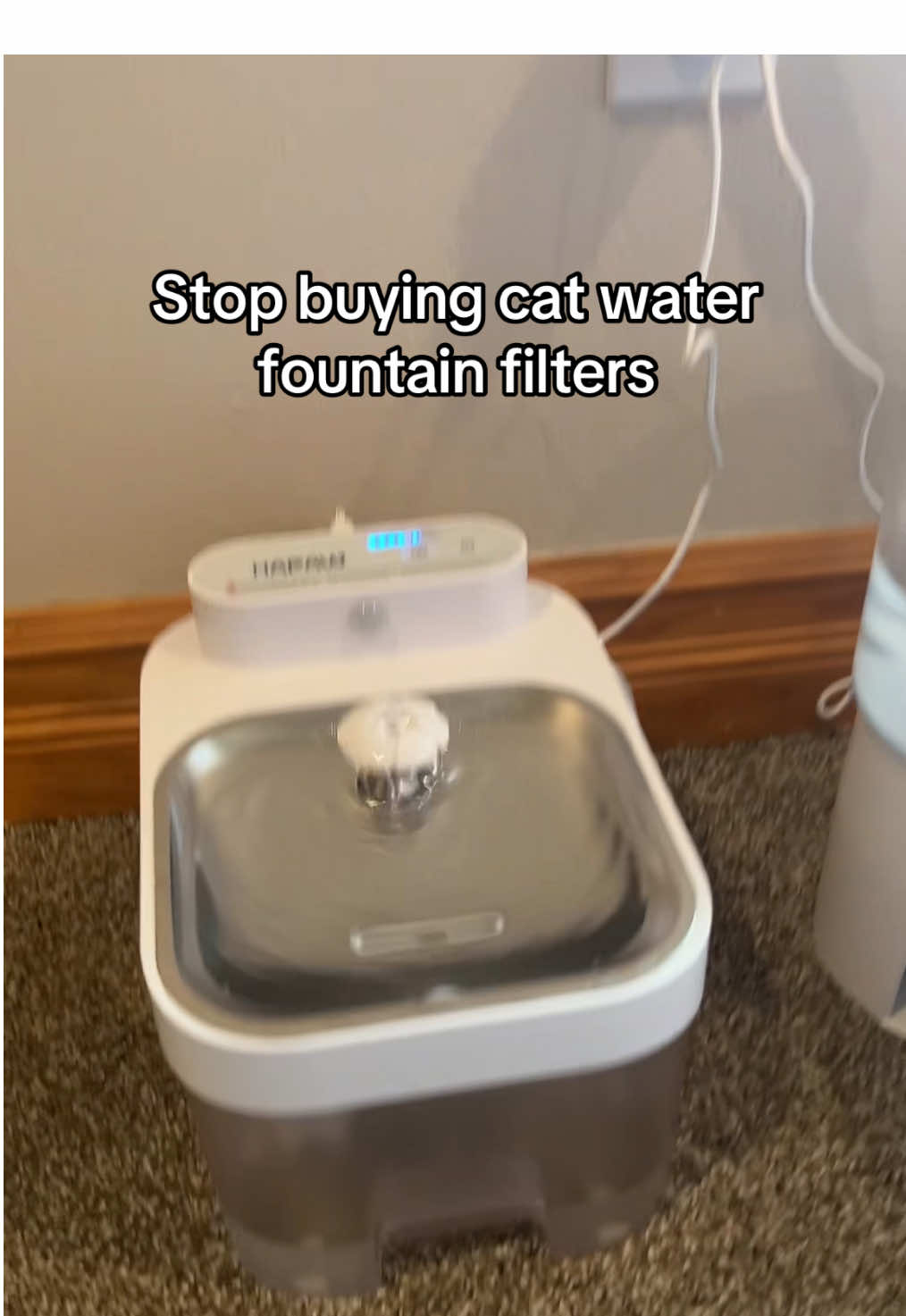 @Velvet Paws 🦢