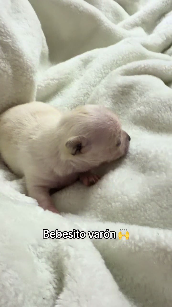 @chihuahuasbabies