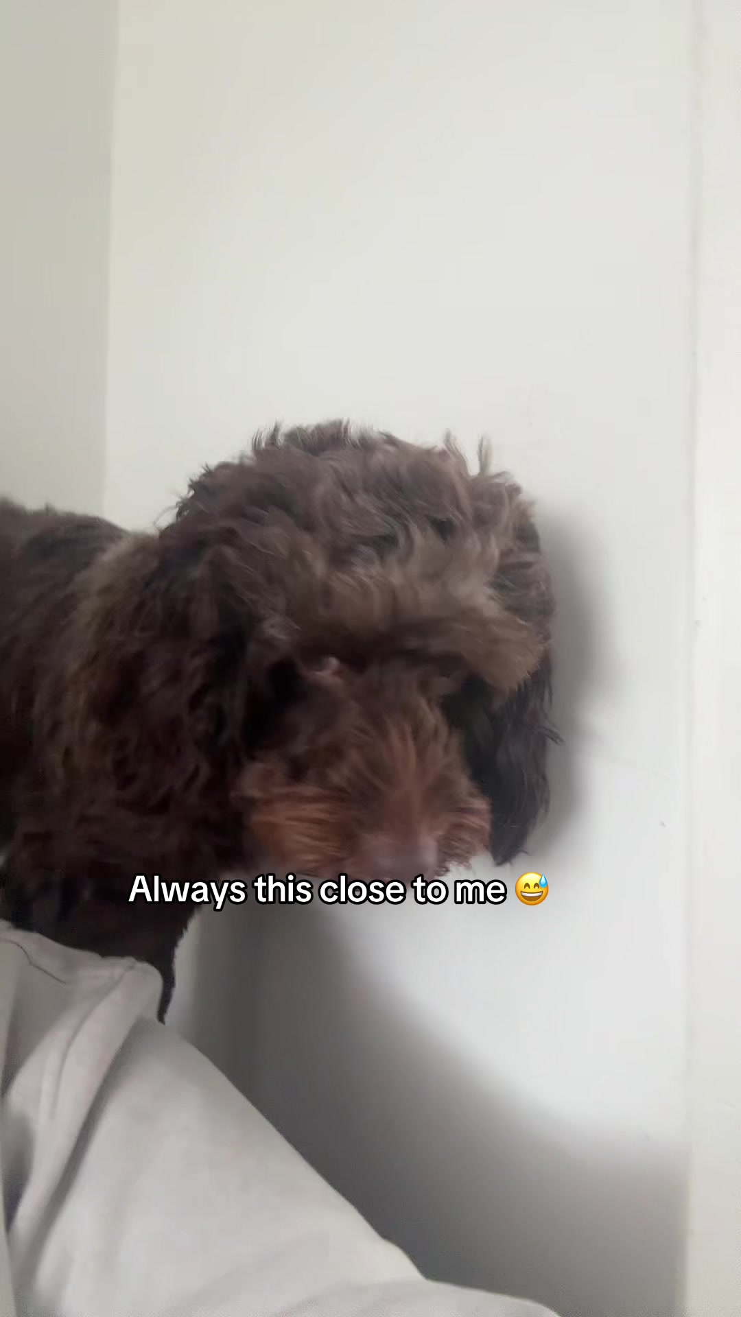 @Toby the Cockapoo & Bobbi Lou