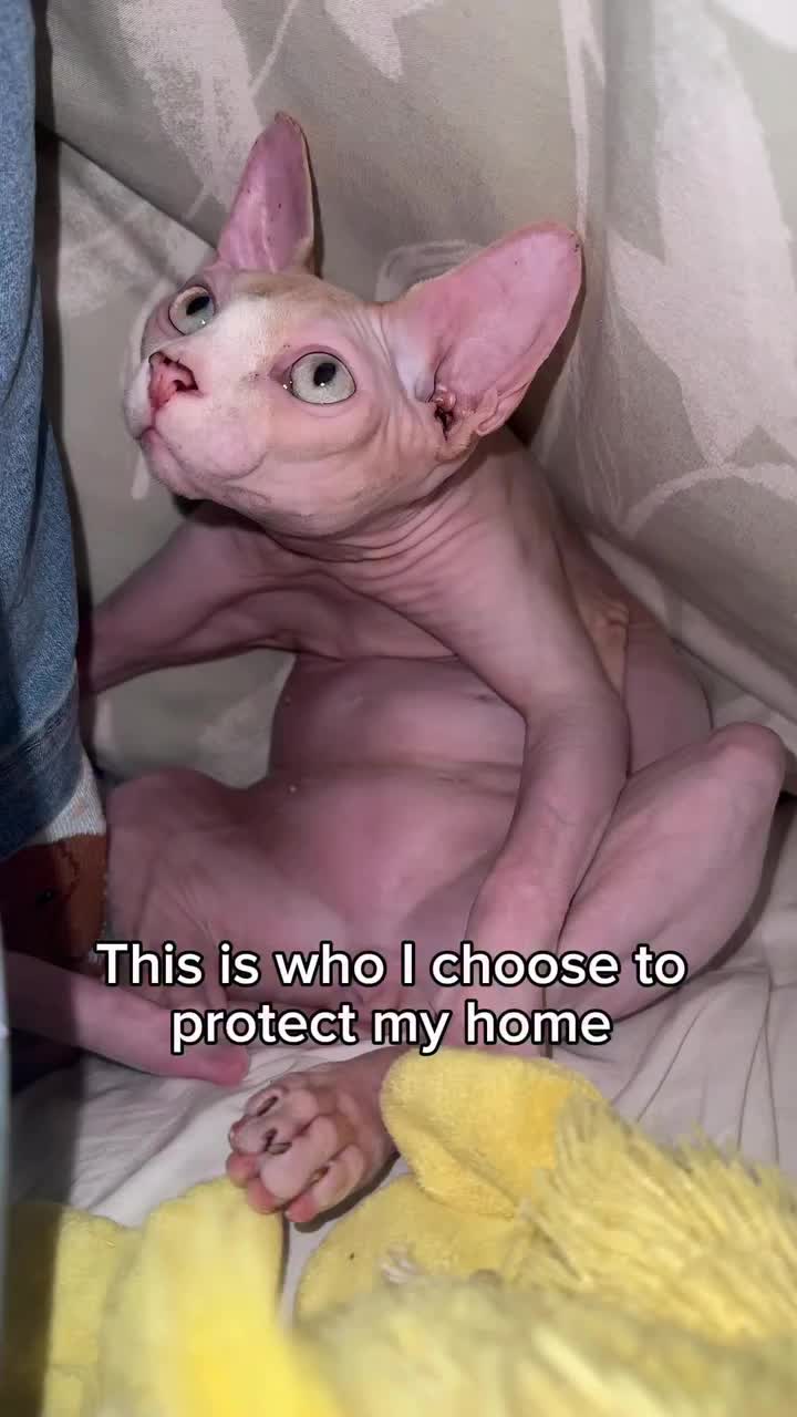 @bingus.official