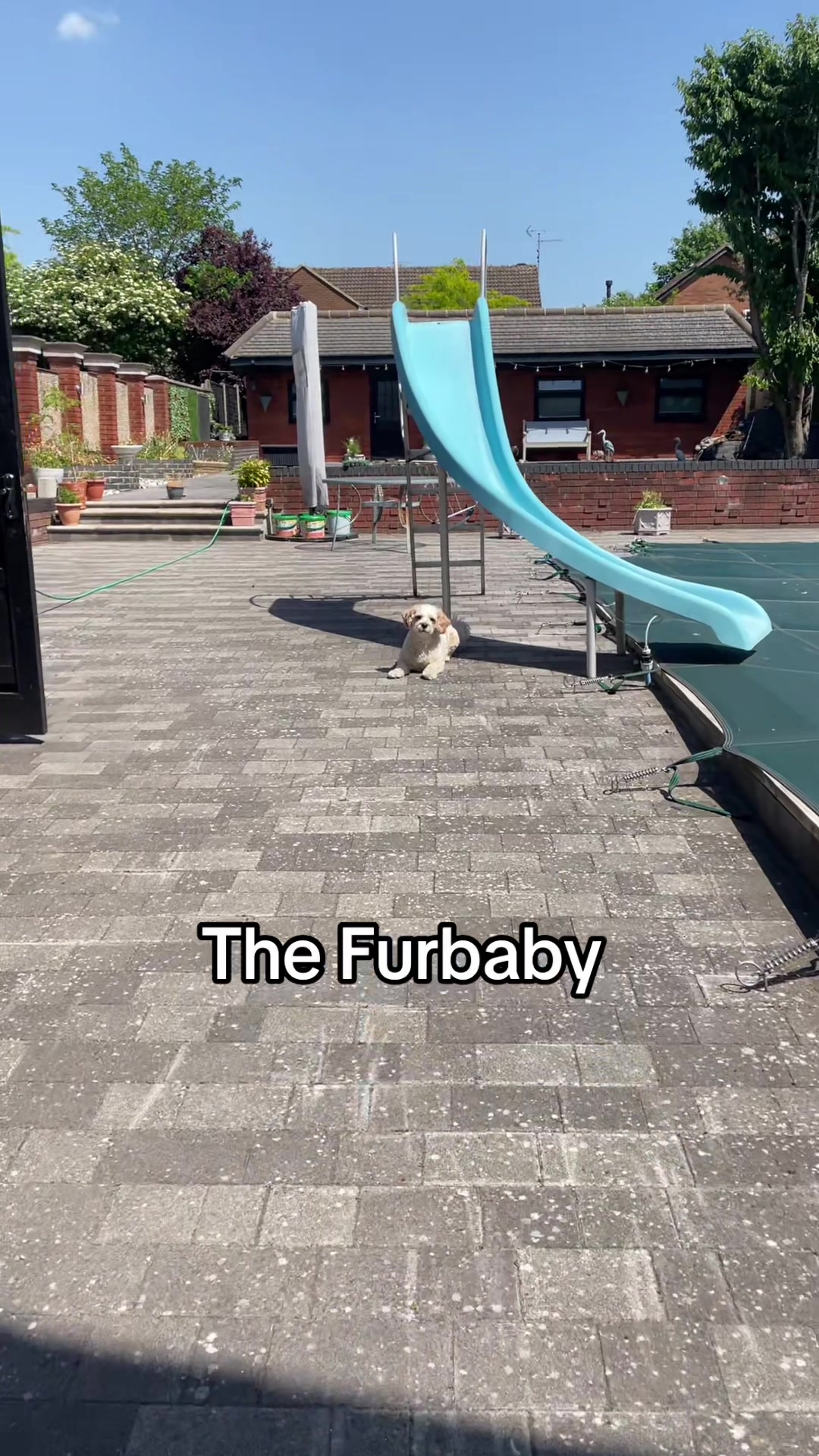 @My Cavachon