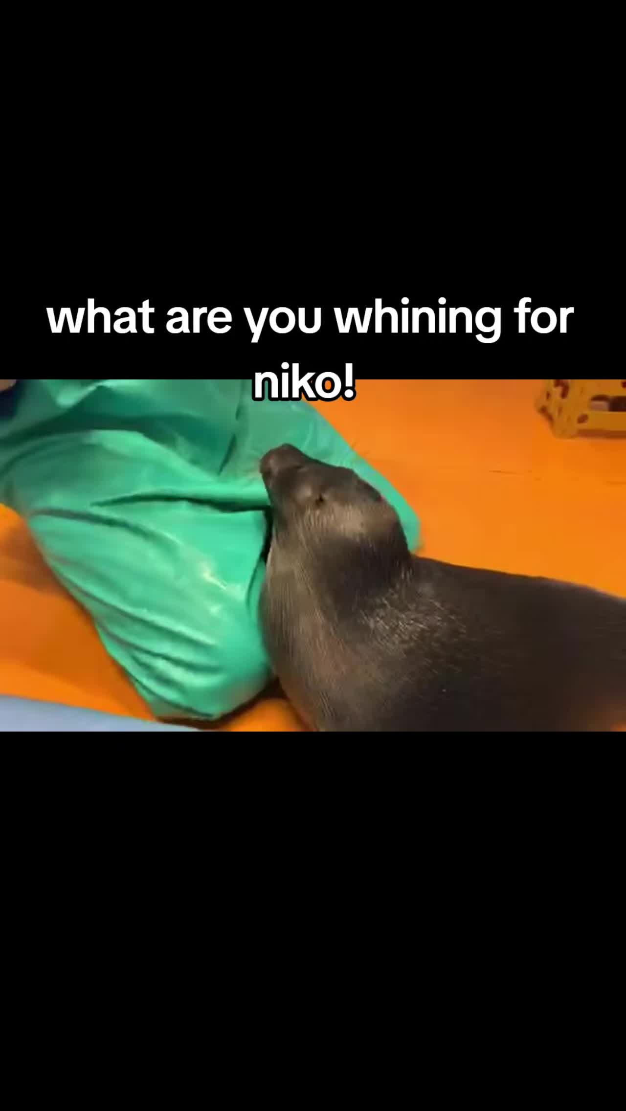 @Ray 🦭 :3