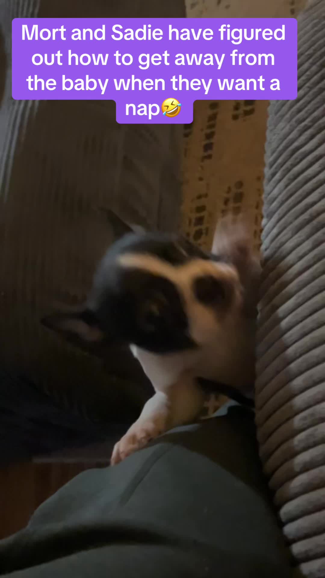 @SE Boston Terriers