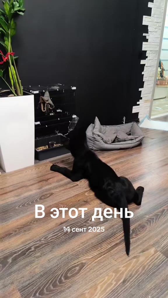 @Dregpa