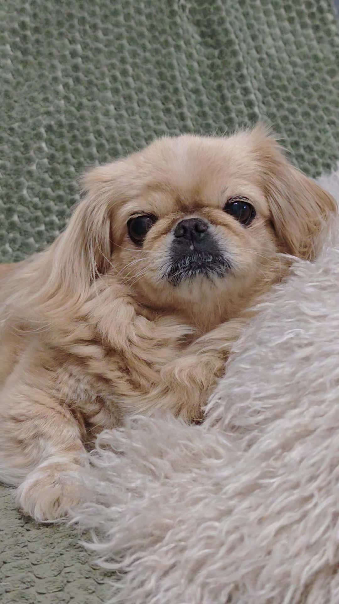 @Spirit of Asia Kennel