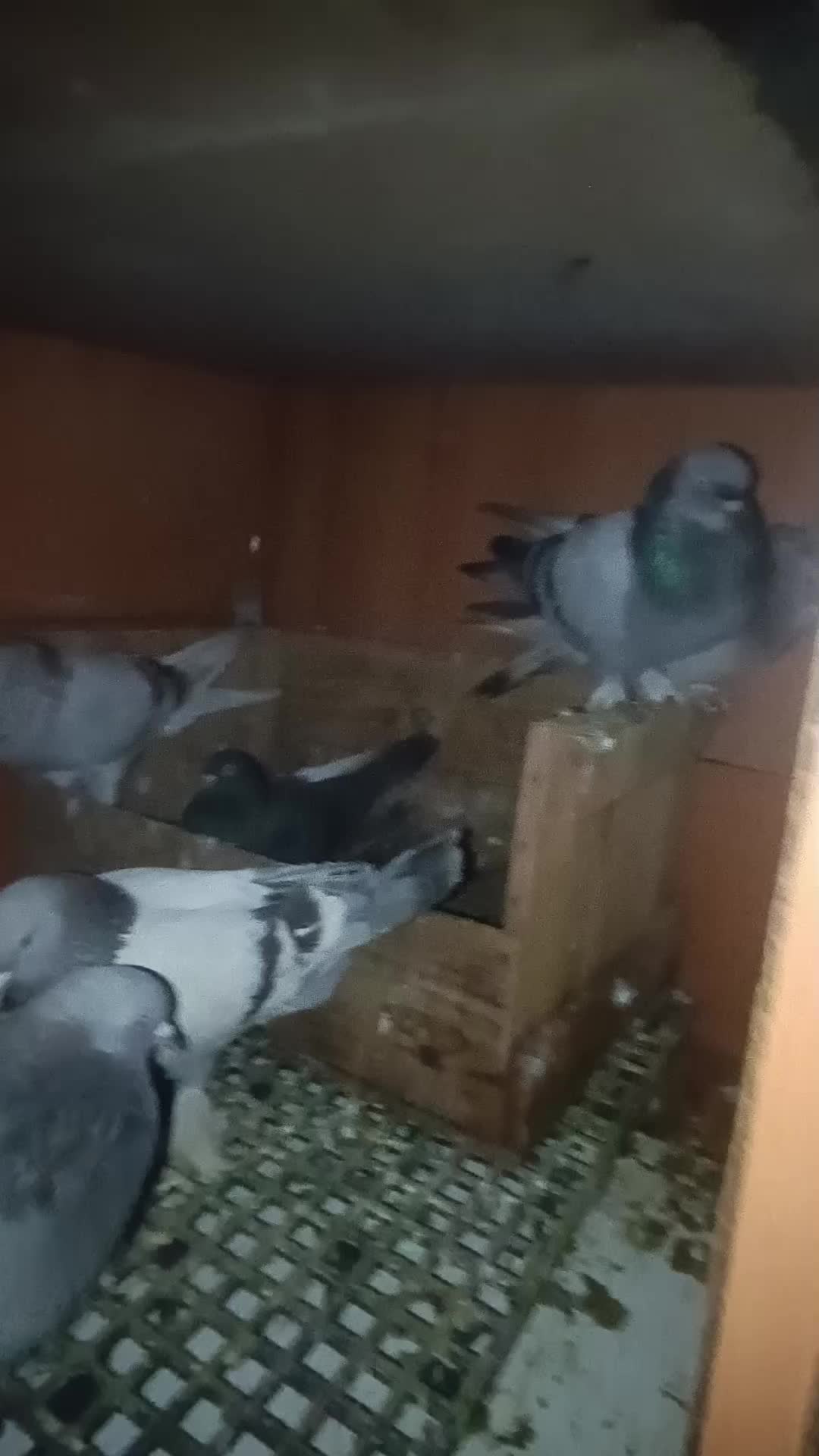 @horoz ve oyun kuşu güvercin