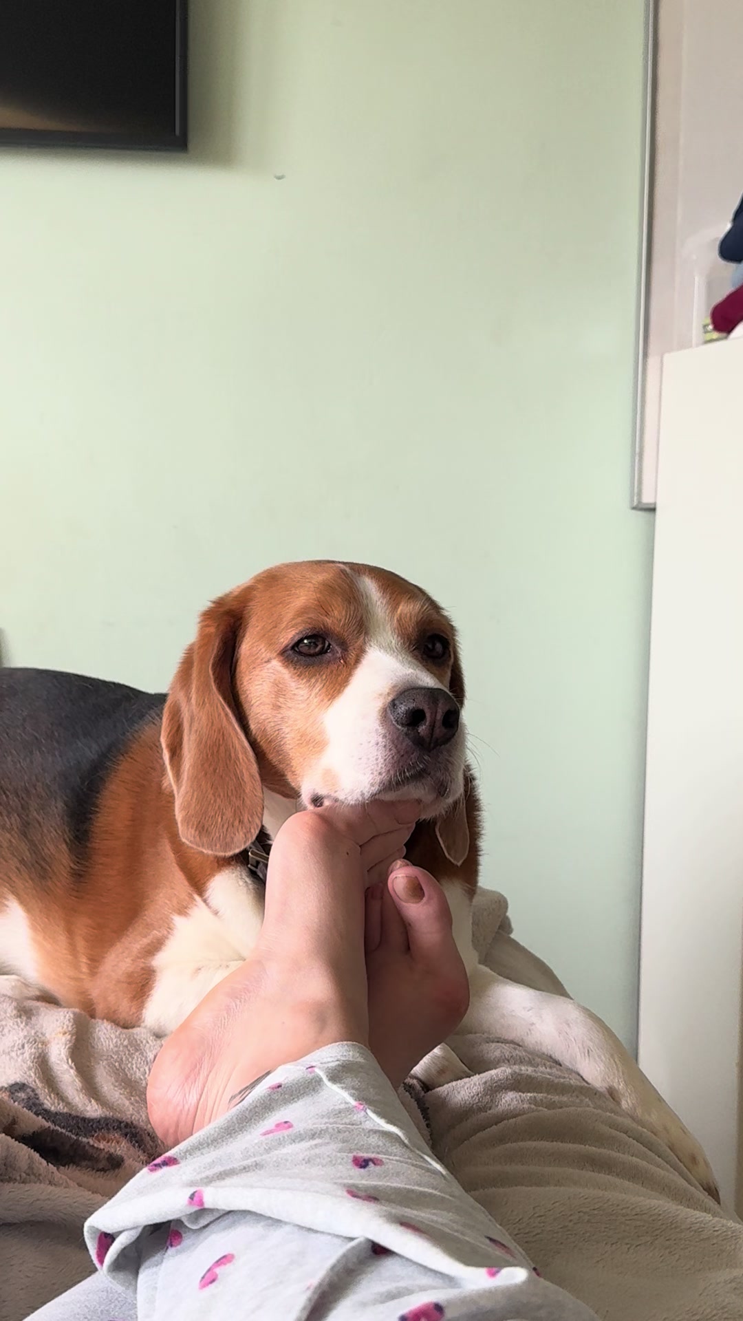 @Neo_The_Beagle