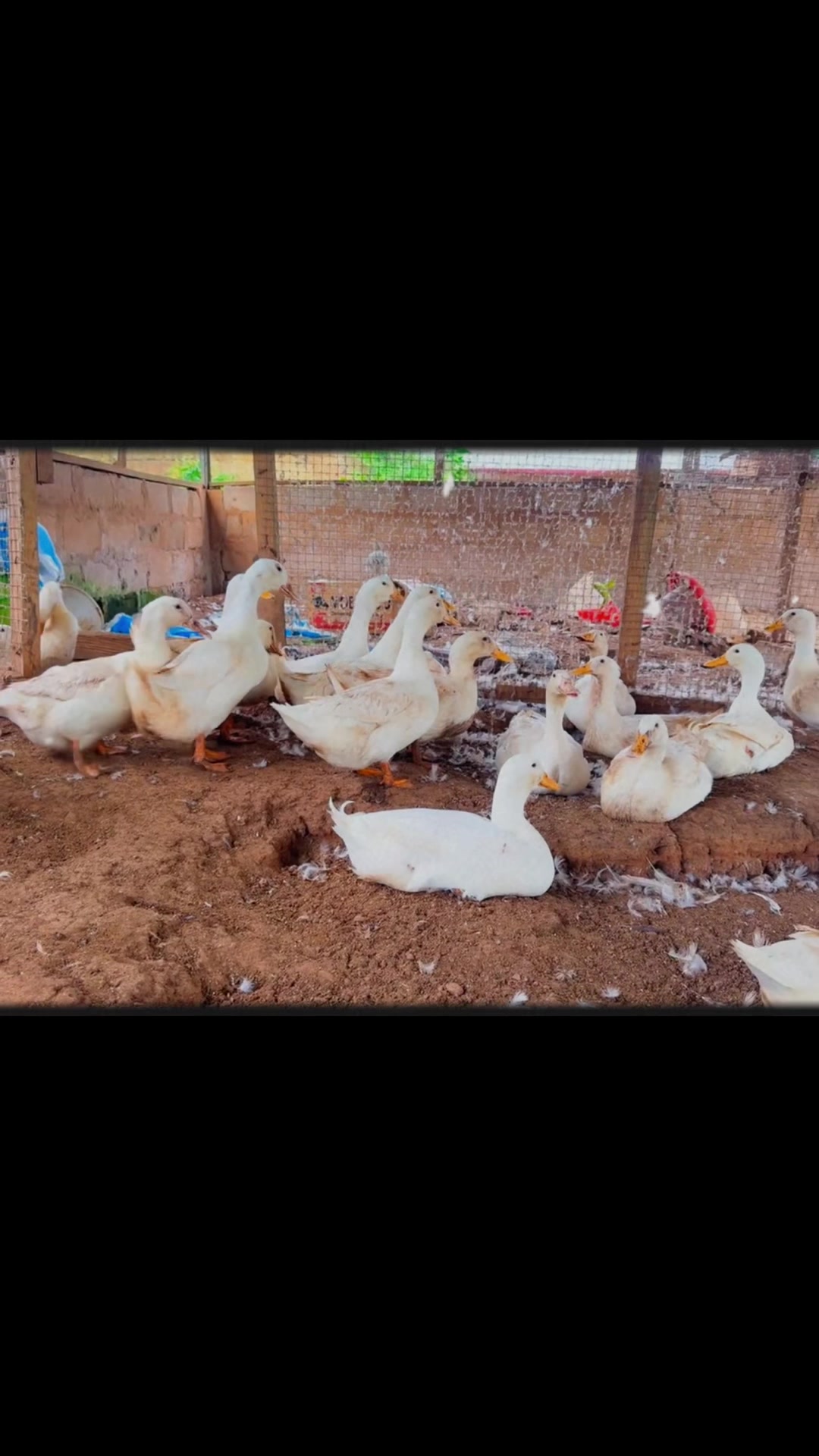@STDFarms Ghana