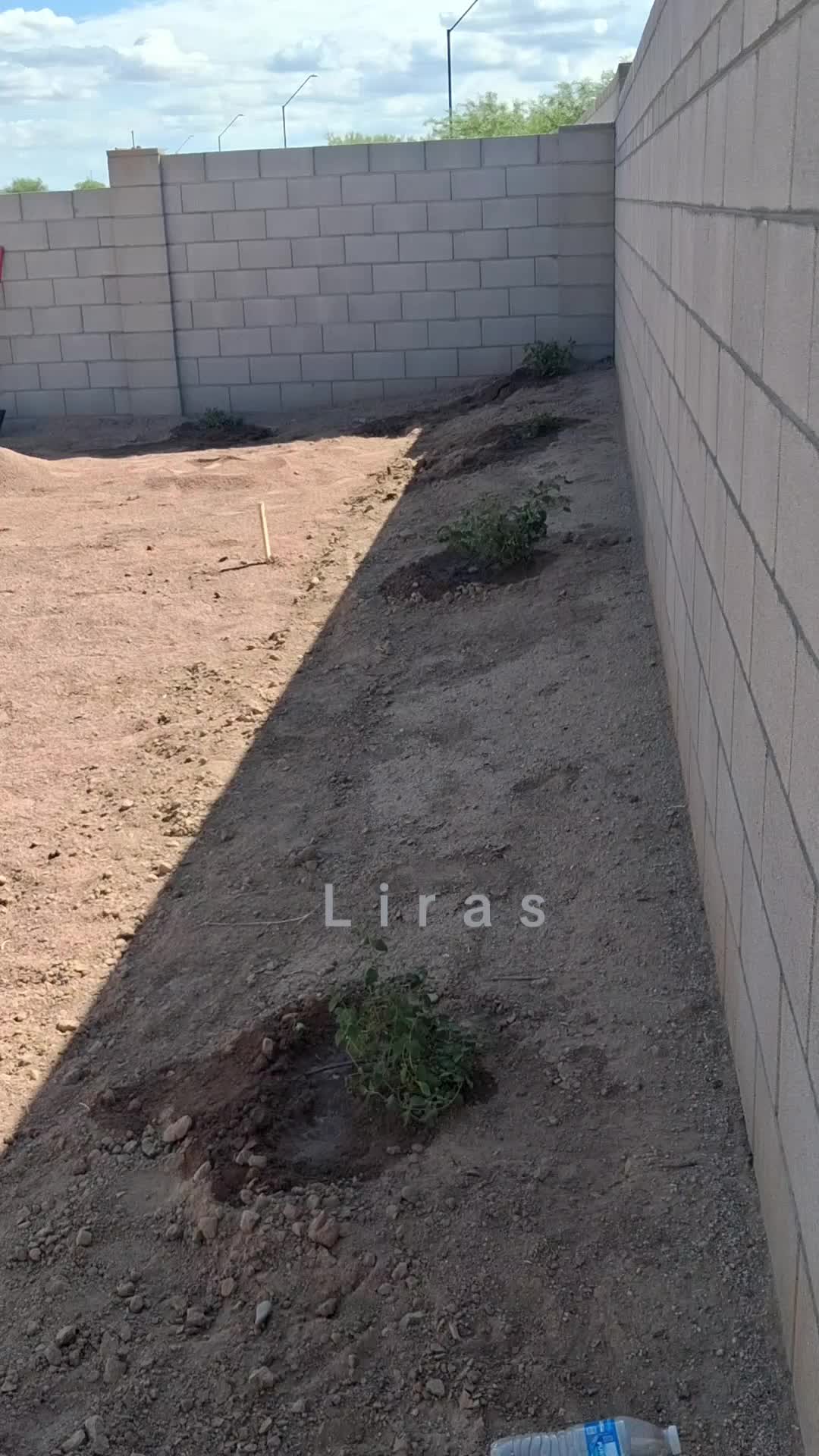 @Israel lira 🌴 24/7 🤪🤪🤪🤪🤪