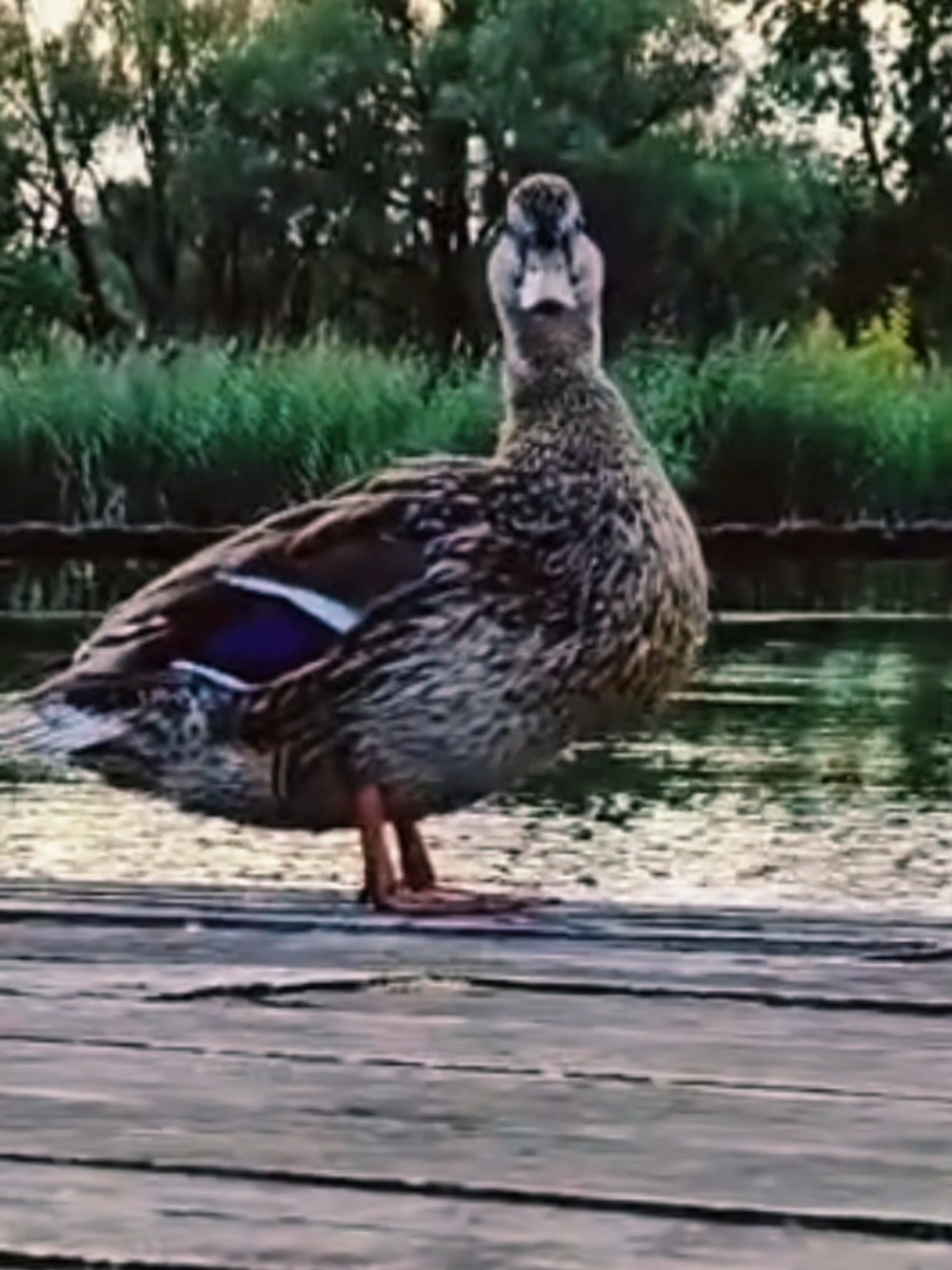 @ʟᴀᴛʀᴇx ʟᴀɪᴠᴀꜱ ᴍᴏᴛᴏʀɪ ᴅᴇᴛᴀĻᴀꜱ