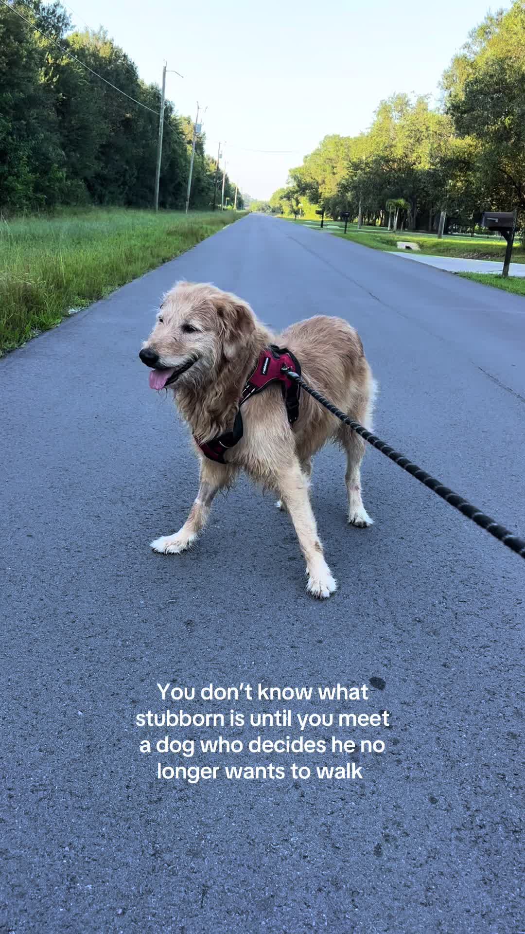 @Leo the Doodle