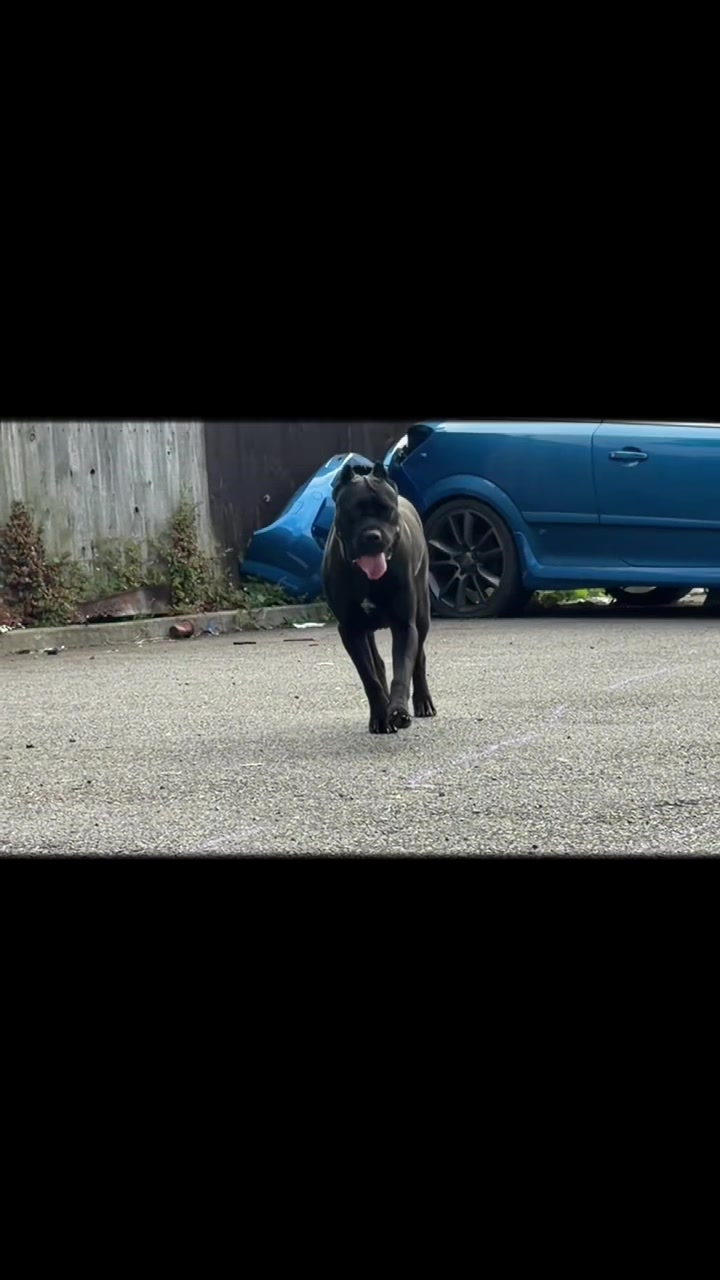 @Cane Corso PatoSquad