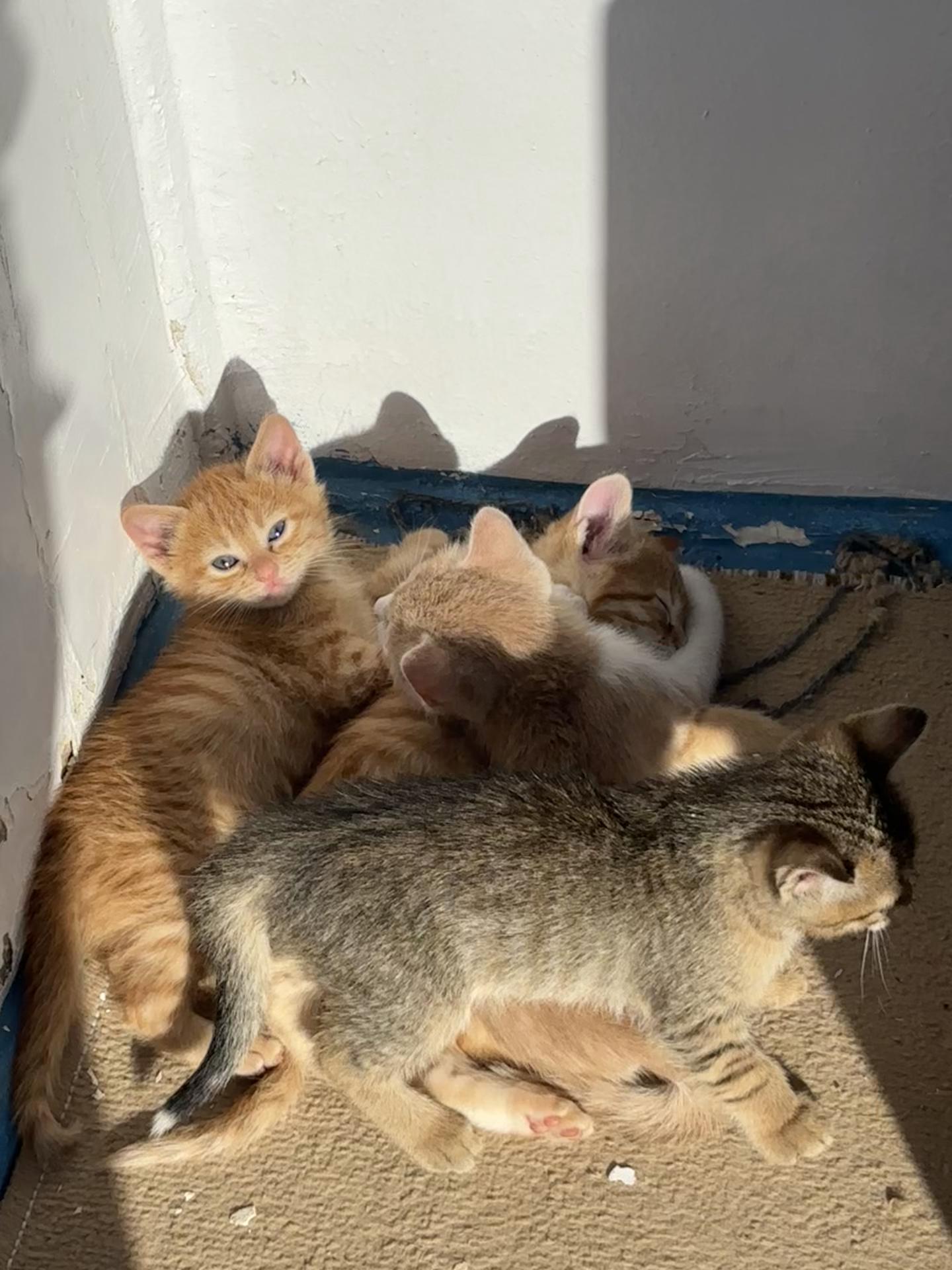@аньк