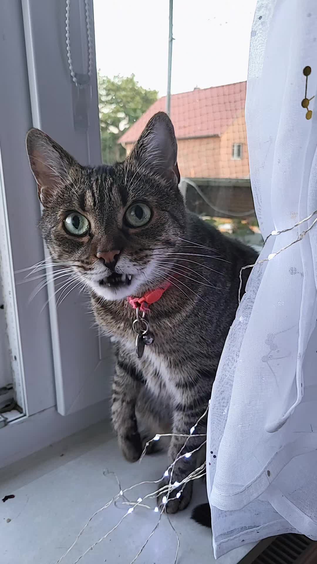 @😸 Alex 😸