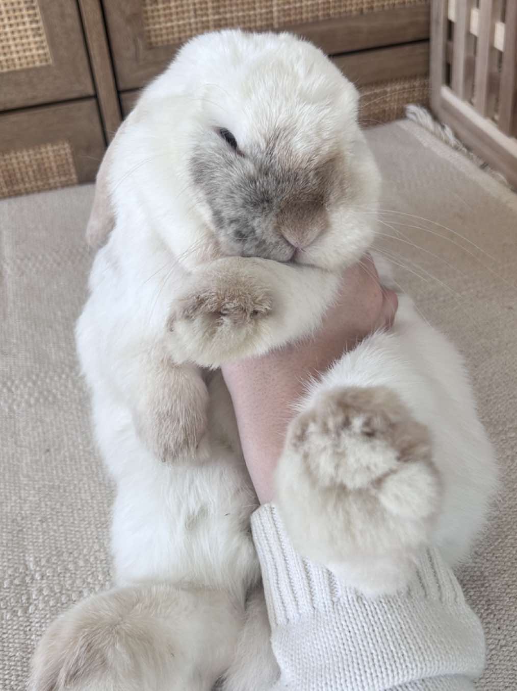 @Petswcourt