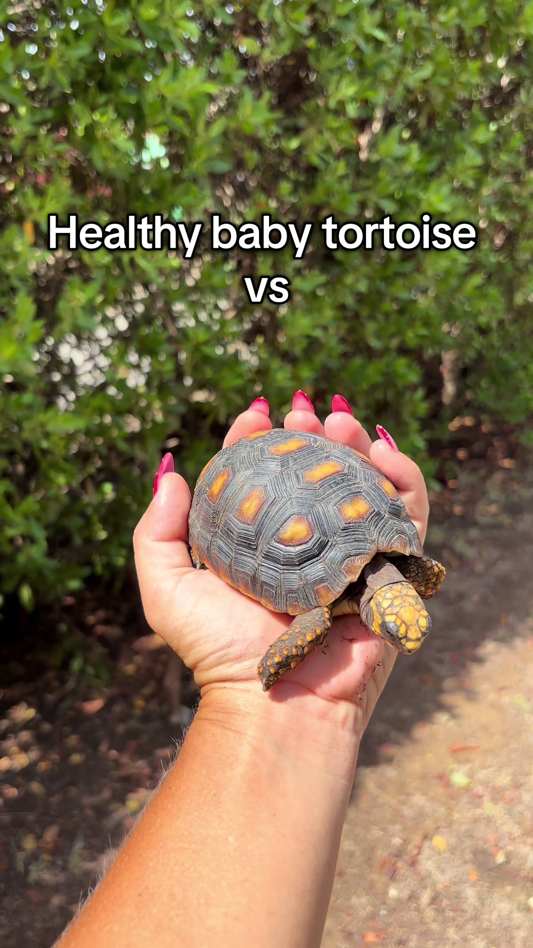 @tortoises sxm🐢