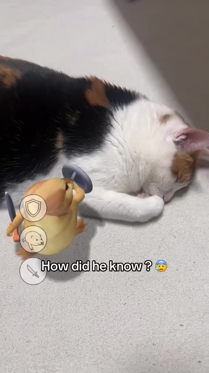 @miaou.catz
