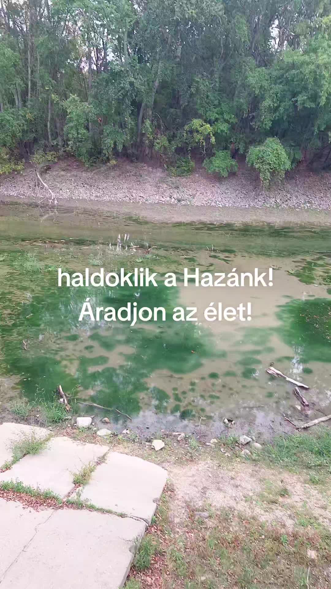@Vir&aacute;gz&oacute; J&ouml;vő