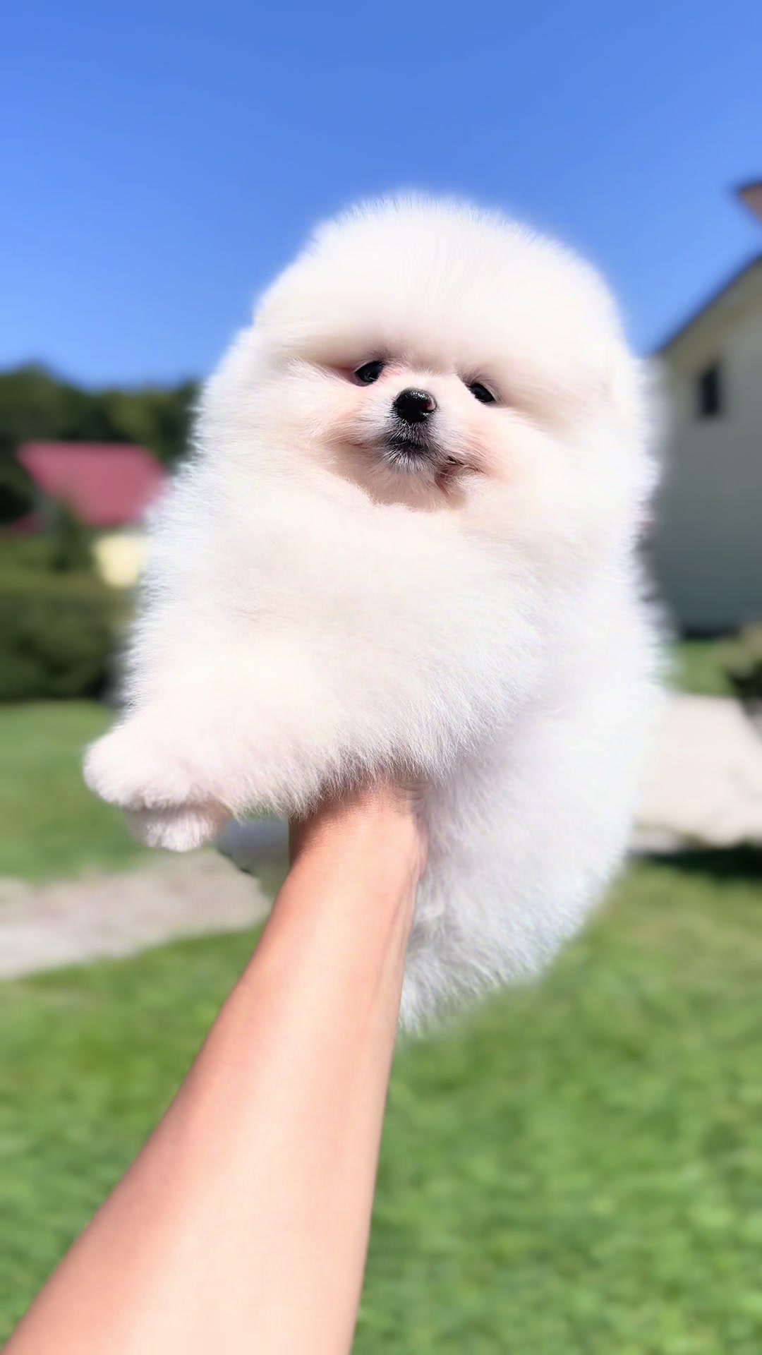 @Pomeranian.Glamour