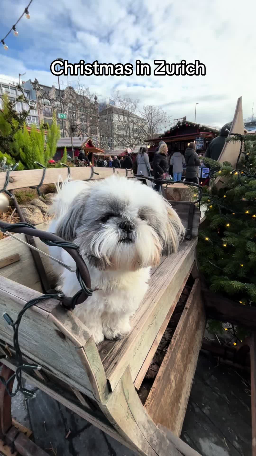 @Daisy | The Dog Travel App