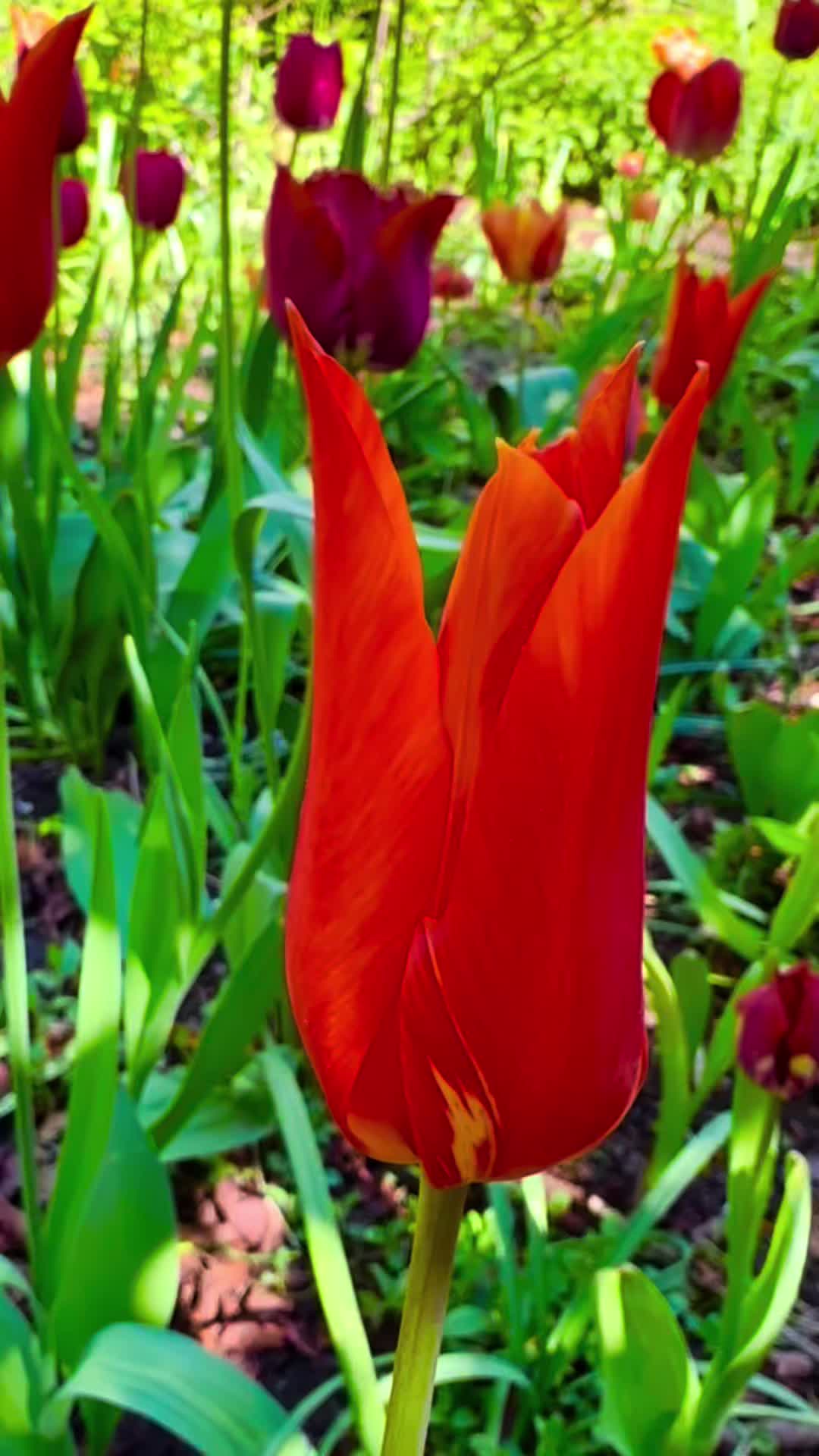 @NatureArts