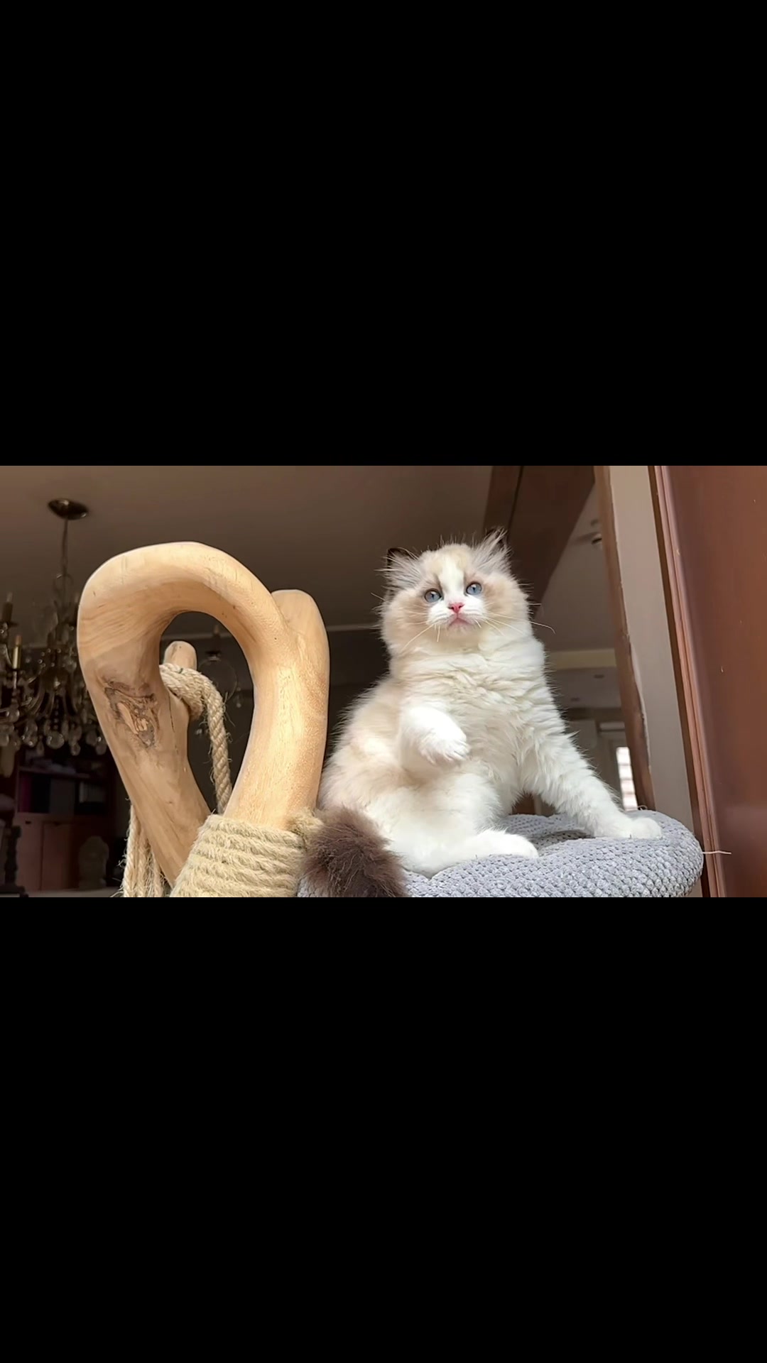 @My Epic Ragdoll