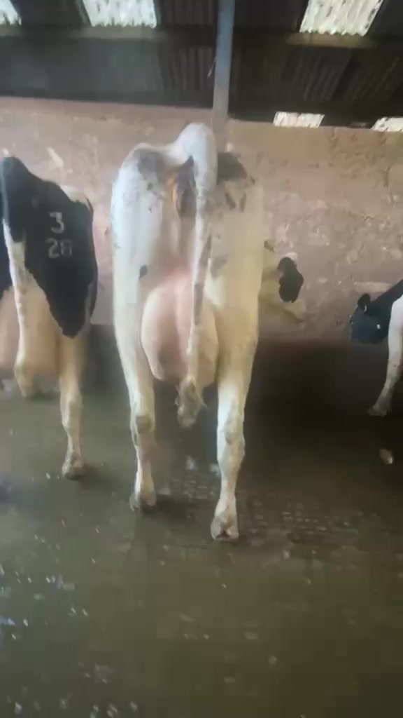 @cows.ie