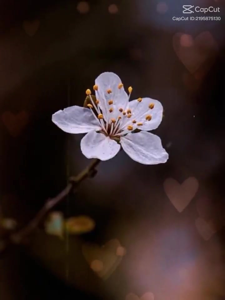 @🌹🌹R🌹🌹