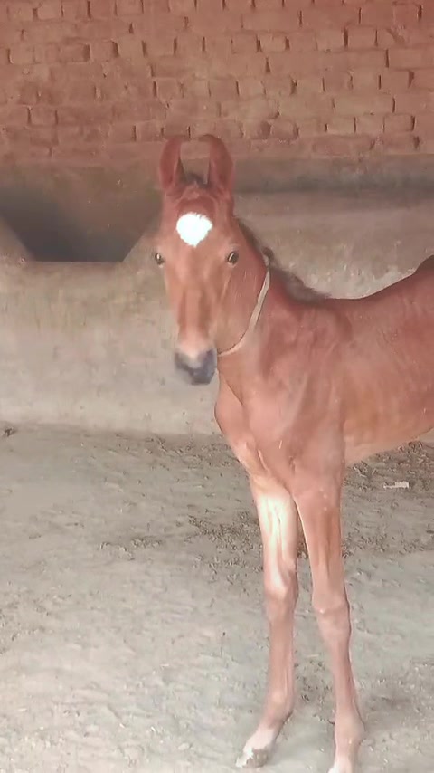 @Hayat Raza