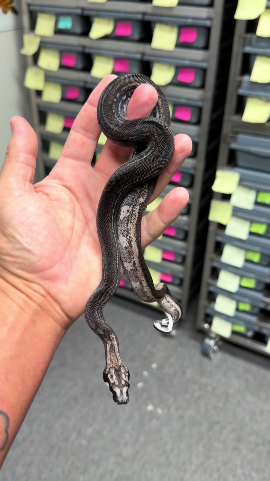 @Snake Country