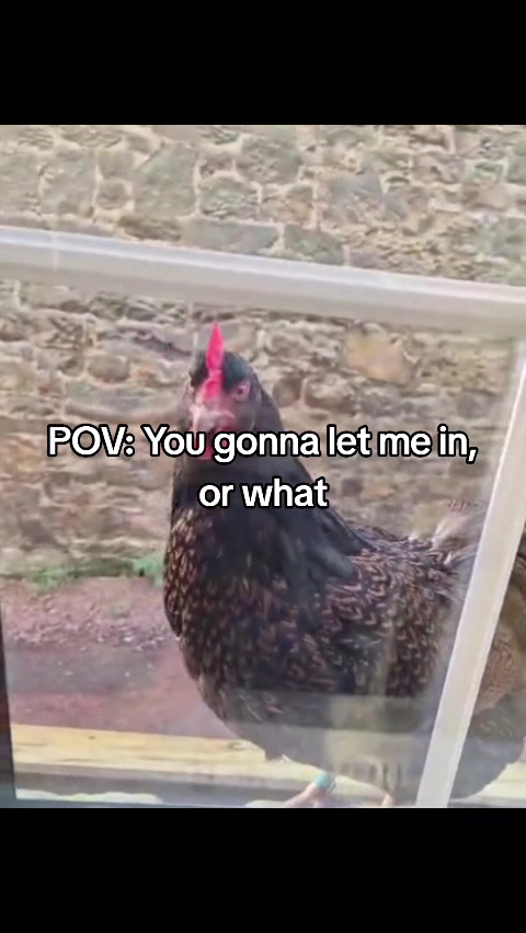 @Pawfectlypicked