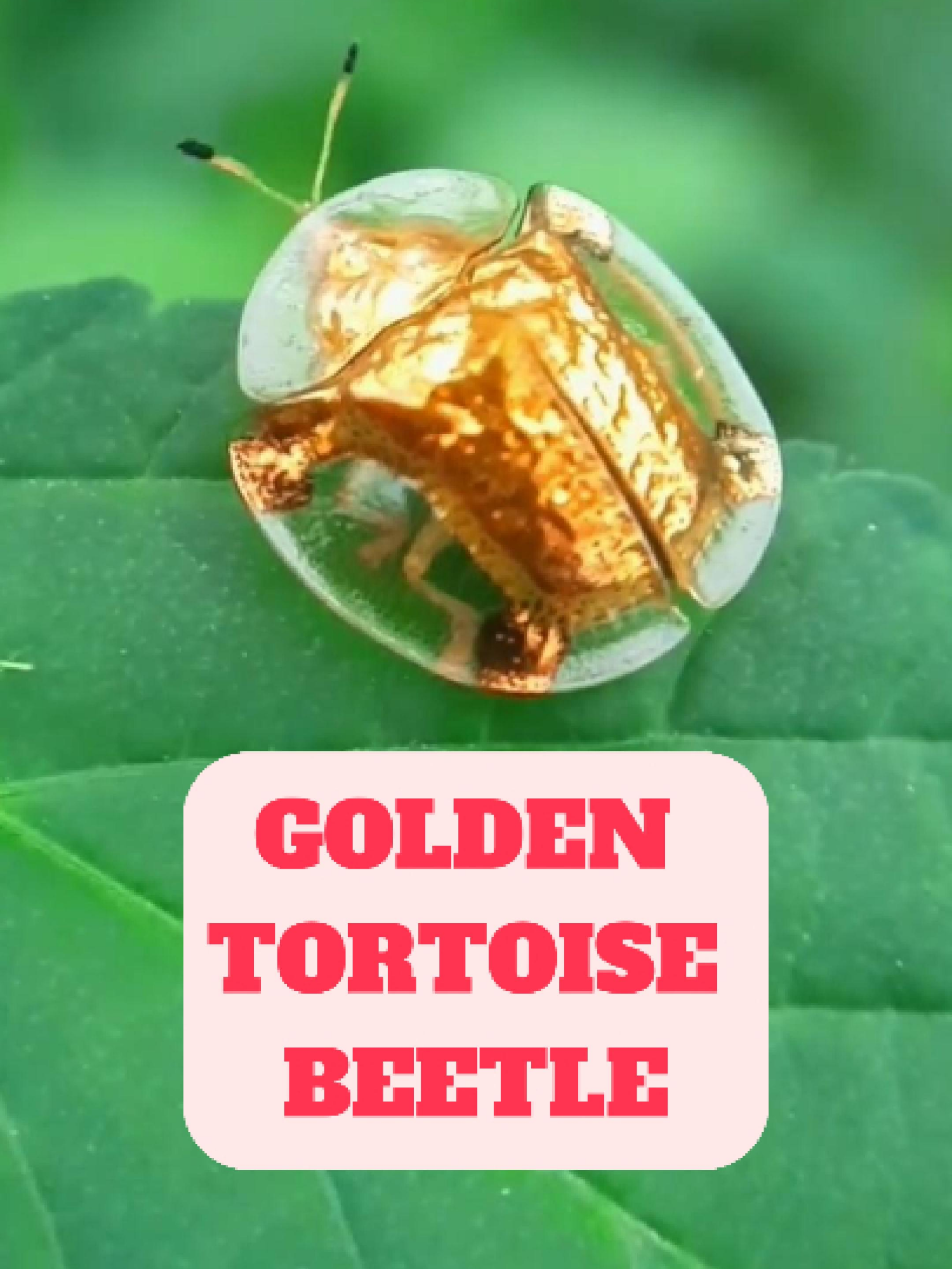 @WildlifeWonderTV Animal Facts