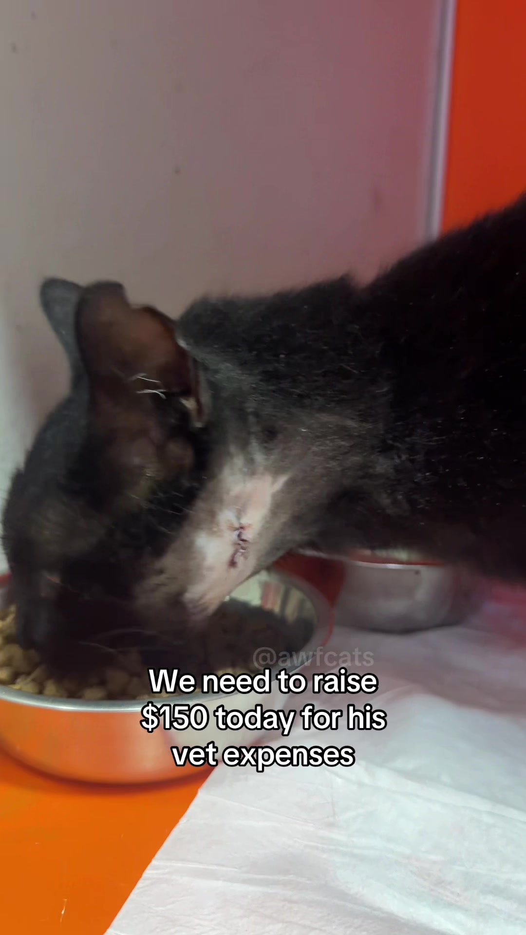 @AWF Cats