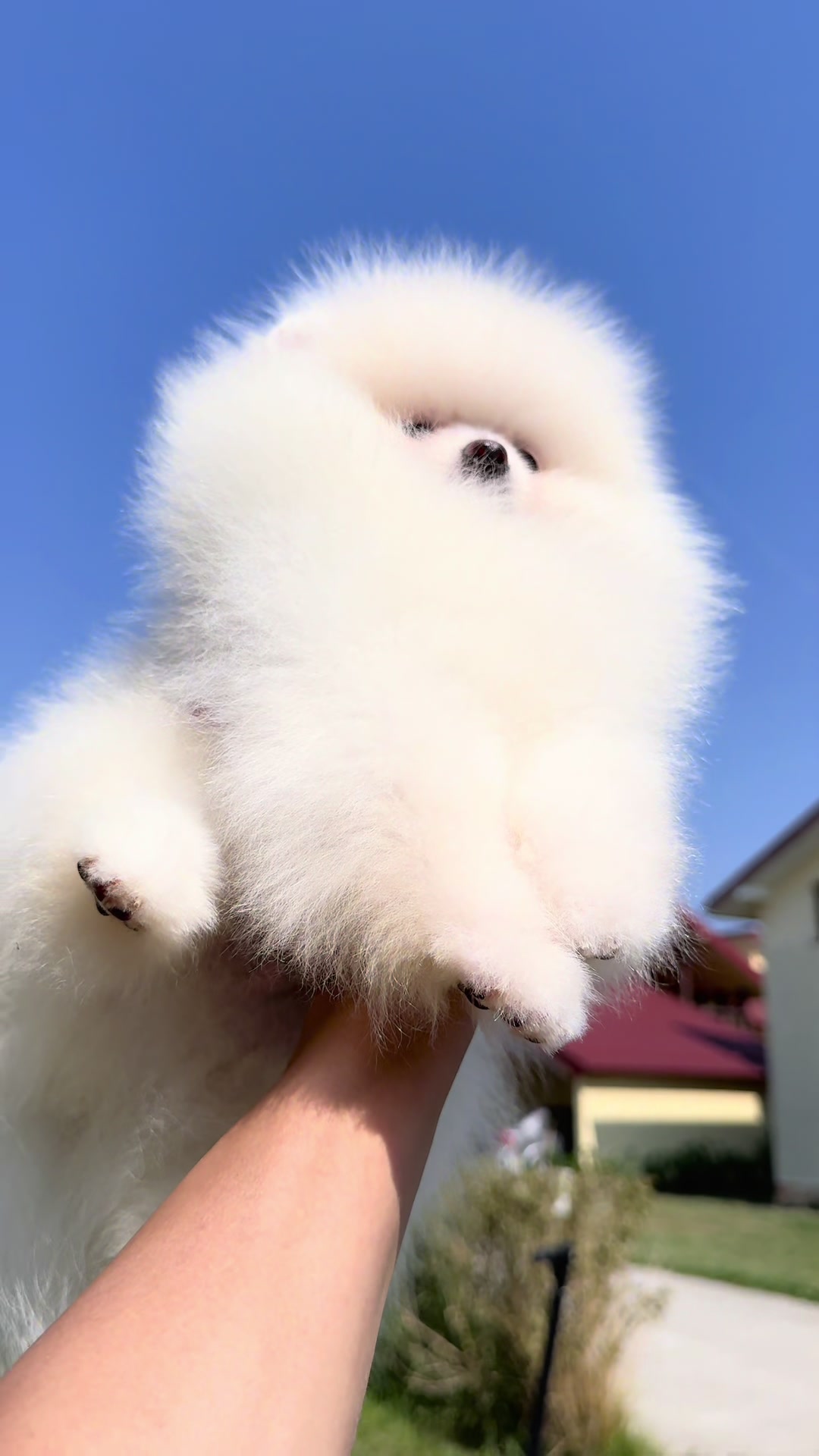 @Pomeranian.Glamour