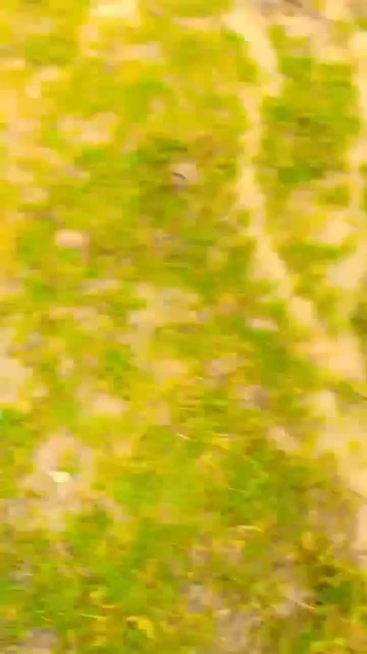 @aimamalik
