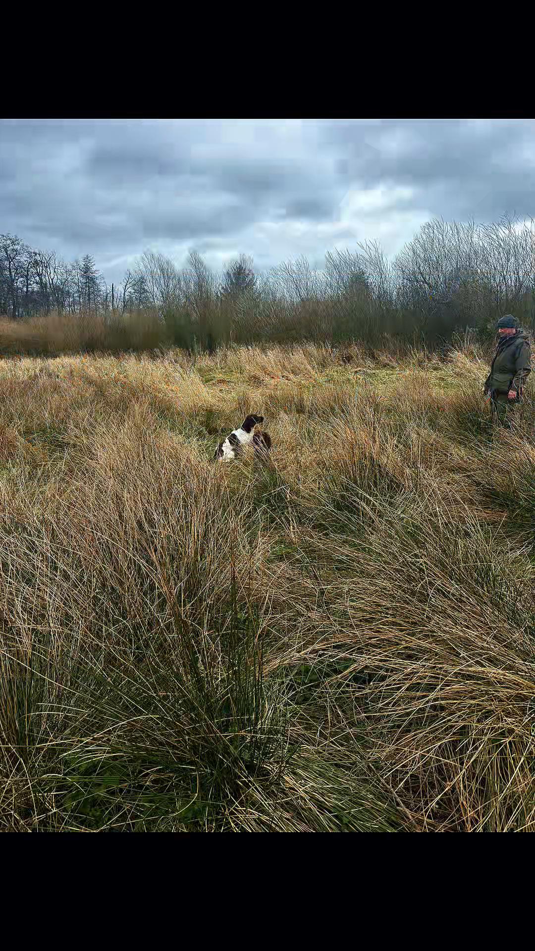 @Trails For Tails Dog Training