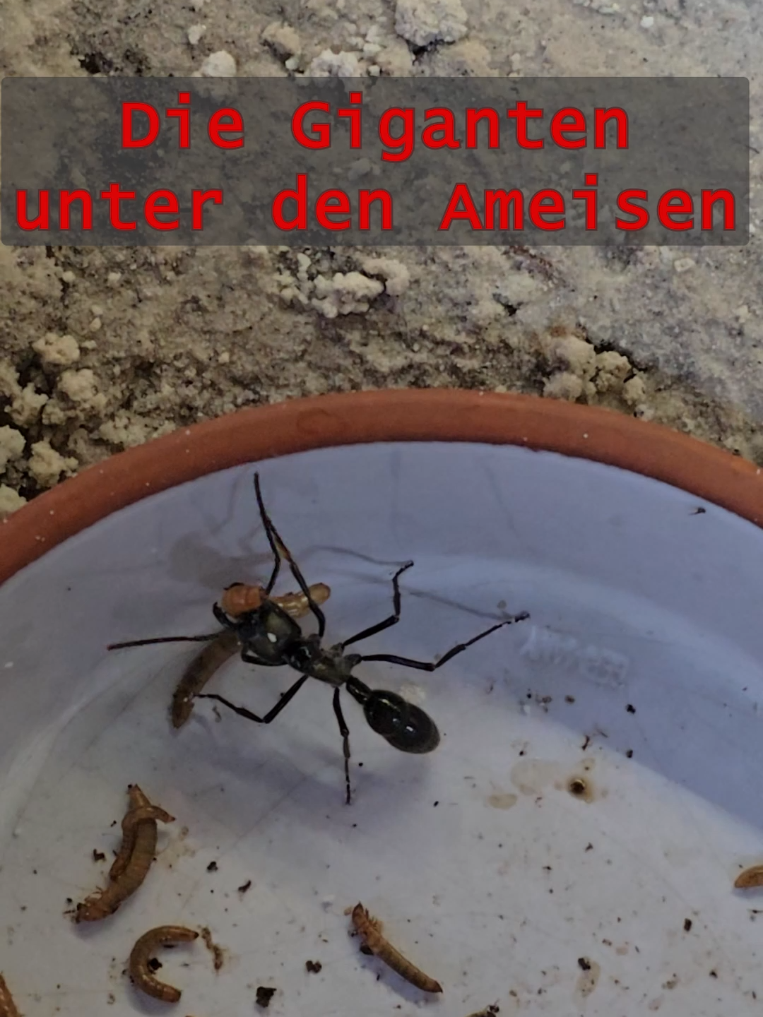 @MyAnts.de