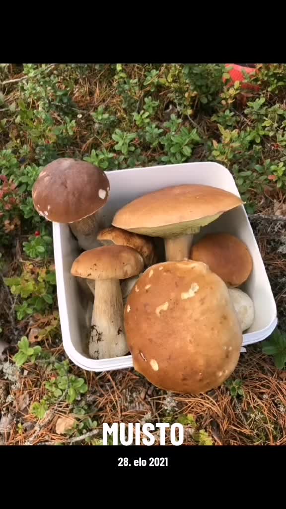 @Meimei🇫🇮Finland