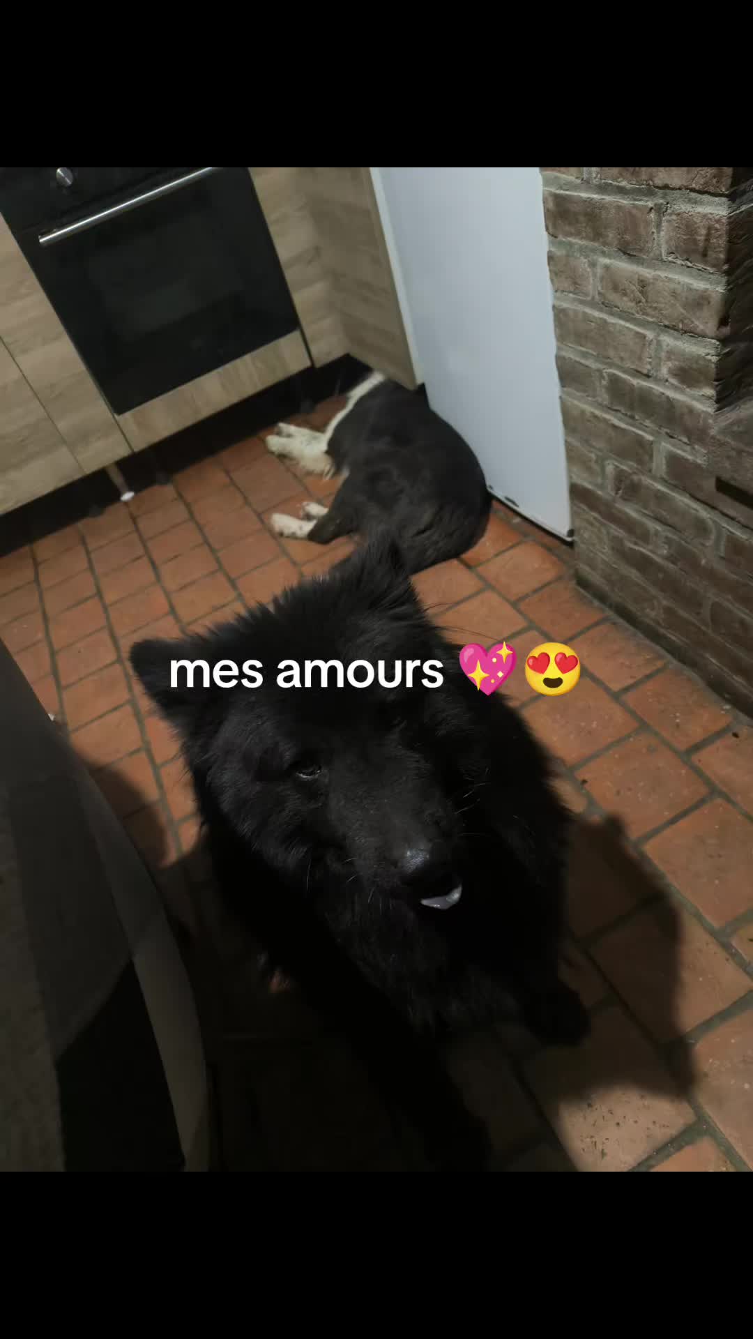 @les Joly eurasiers