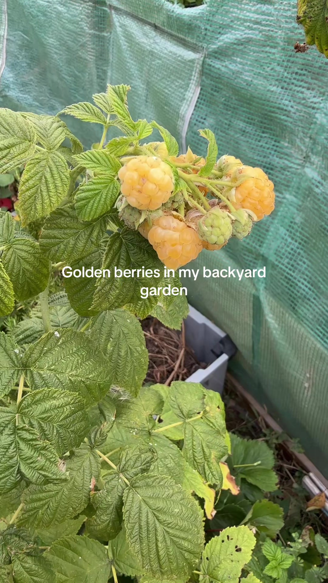 @Gardening 🧑&zwj;🌾