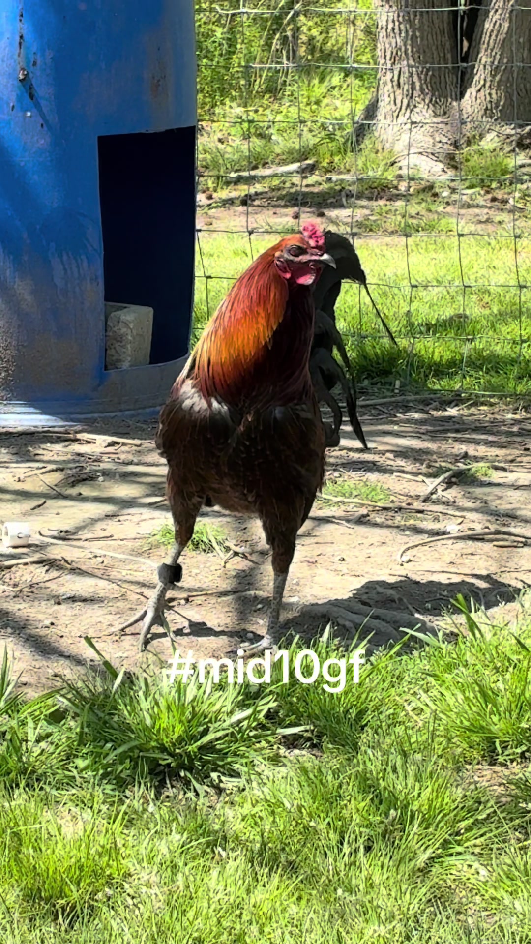 @mid10treedogs