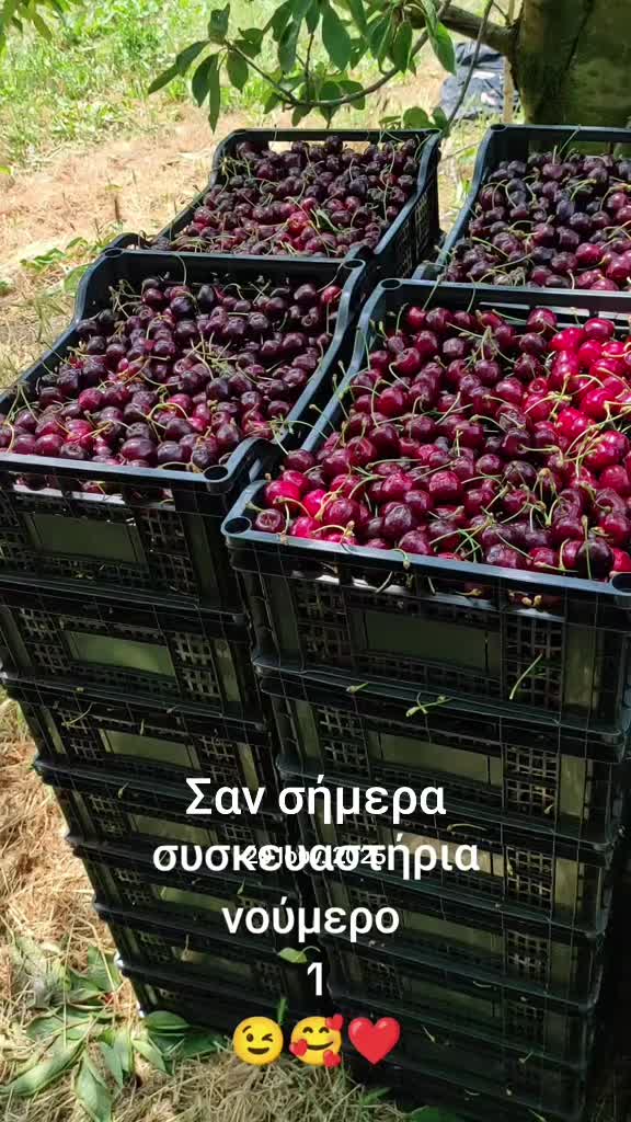 @ΣΤΕΛΛΑ ΟΡΦΑΝΊΔΟΥ