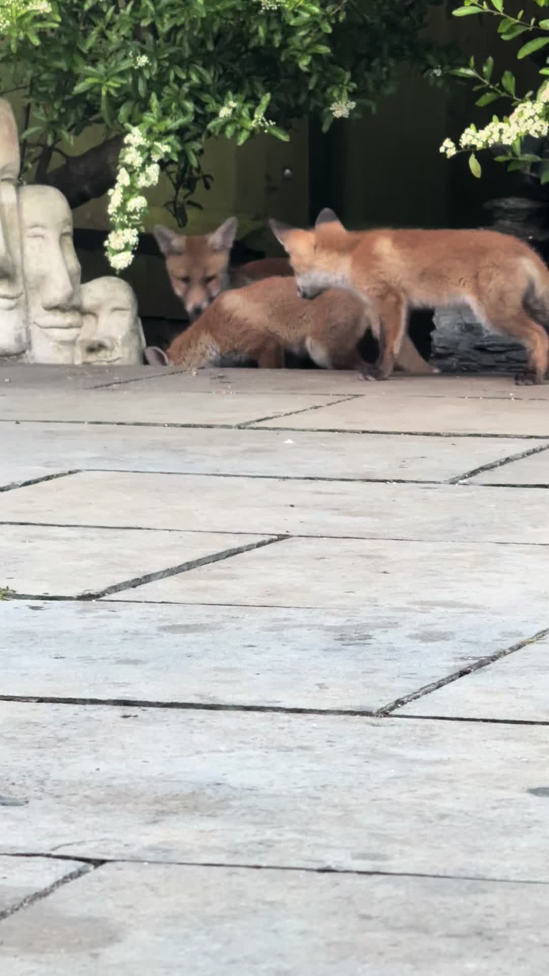 @gp_wildlife